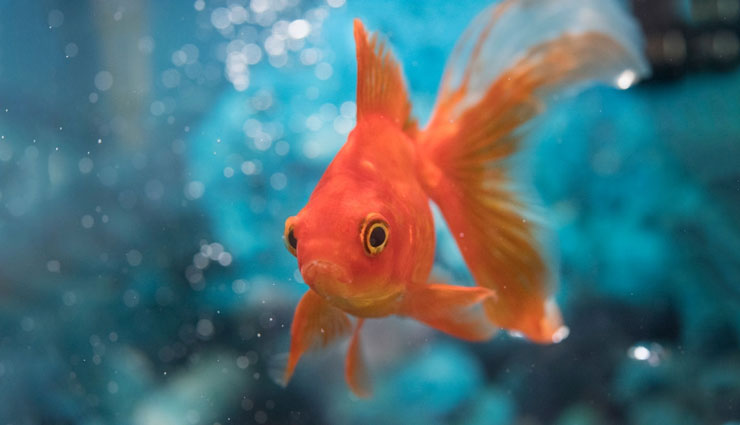 ۲۵ نوع از پرطرفدارترین ماهی های آکواریومی و شرایط نگهداری از آنها