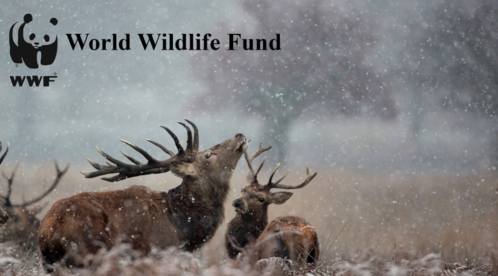 وُرلد وایلدلایف فاند (World Wildlife Fund)