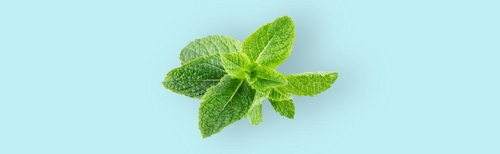 نعناع - درمان سریع سرفه