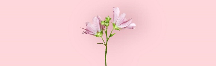 گل ختمی - بهترین درمان سرفه
