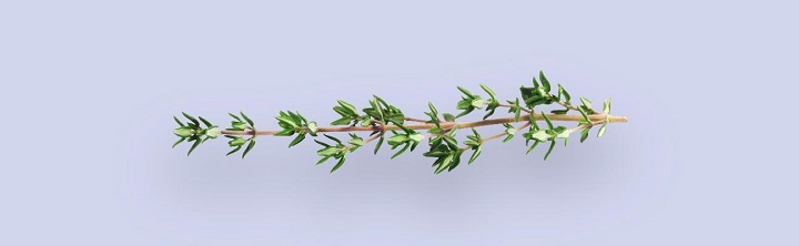 آویشن - درمان خانگی سرفه