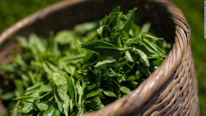 گیاه چای سبز-خواص چای سبز