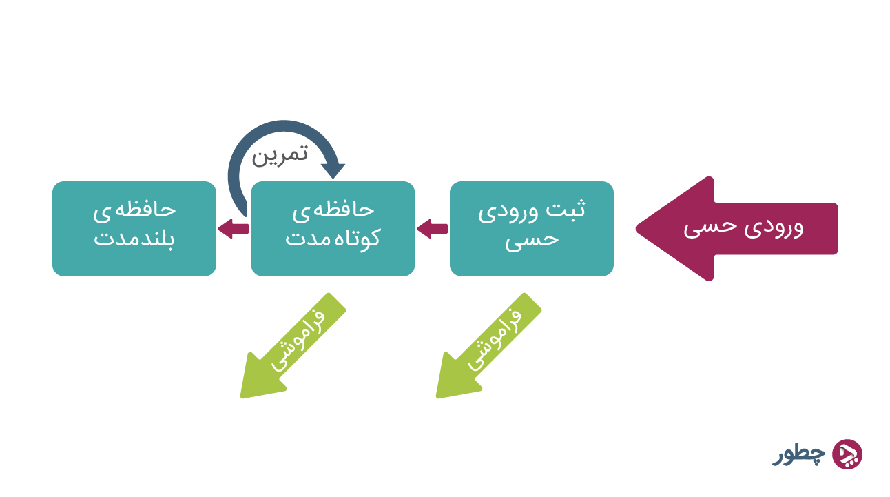 تقویت حافظه کوتاه مدت - مراحل حافظه