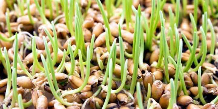 صبحانه سالم - جوانه‌ی گندم سرشار از ویتامین E و فولیک اسید است.