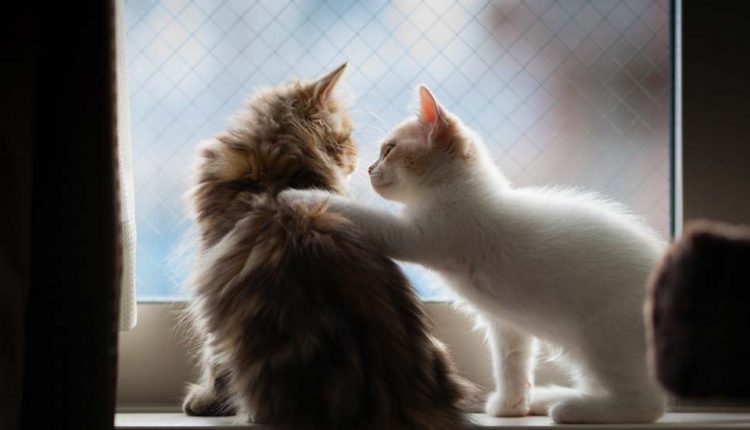 نشانه های همدلی چیست