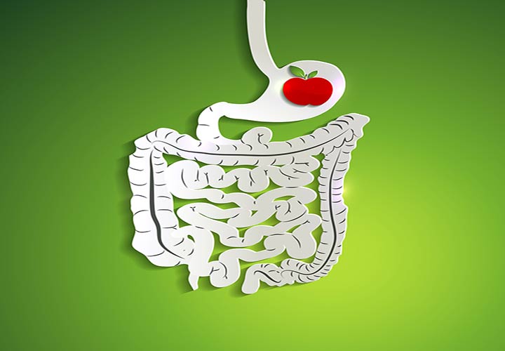 خواص سیب - سیب به هضم غذا و سلامت دستگاه گوارش کمک می کند.