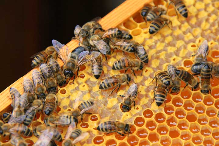 تولید عسل و خواص عسل
