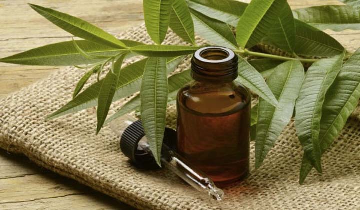 روغن درخت چای برای درمان‌ خانگی قارچ پوستی