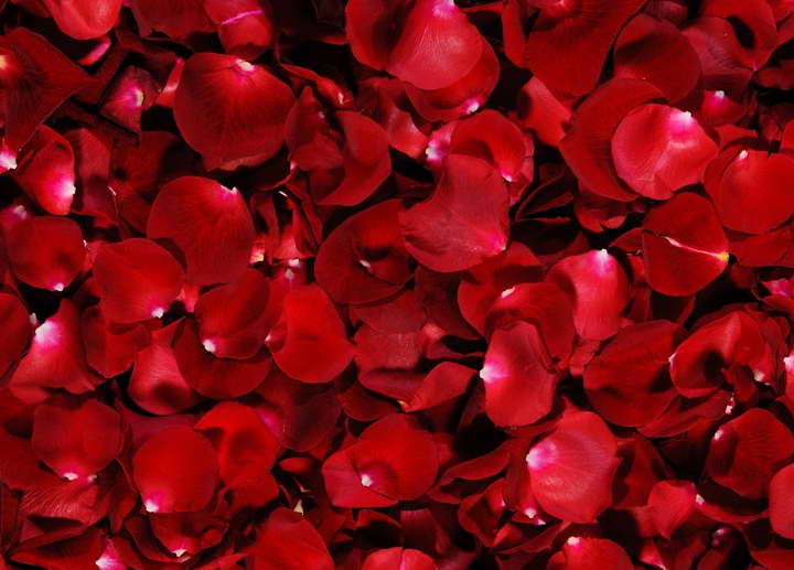 درمان خشکی لب با گلبرگ گل سرخ