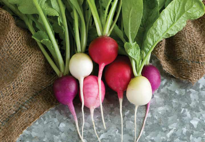 Radishes.jpg