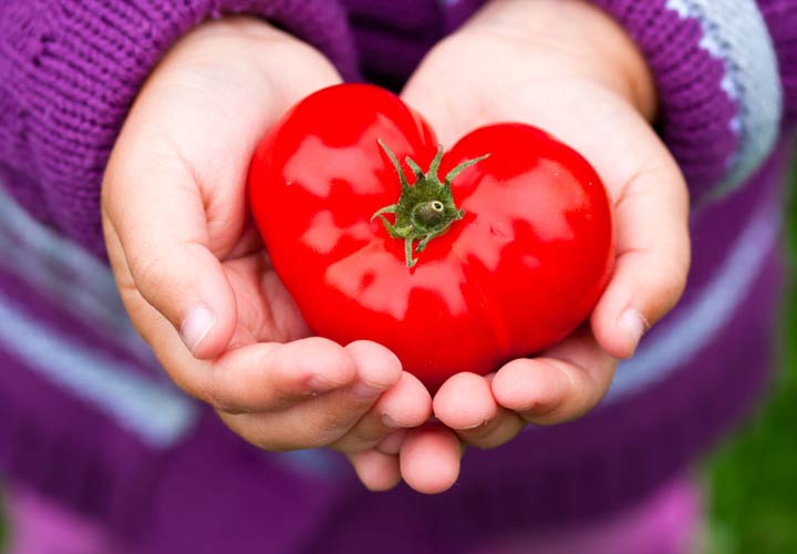 کمک به سلامت قلب از خواص گوجه فرنگی است.