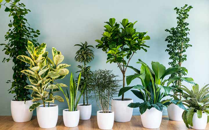 plants.jpg plants.jpg