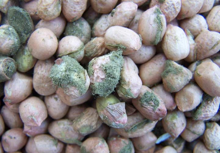 آفلاتوکسین - سرطان کبد