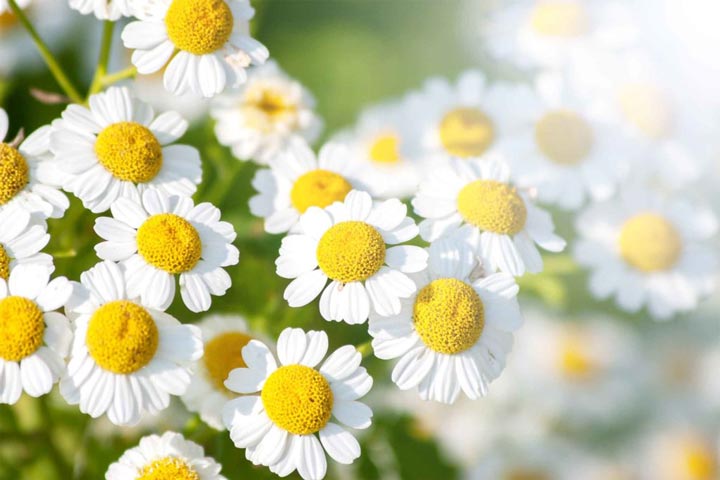 برای از بین بردن سردرد از درمانهای گیاهی استفاده کنید