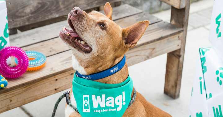 استارتاپ Wag: اپلیکیشنی برای گردش سگ‌ها
