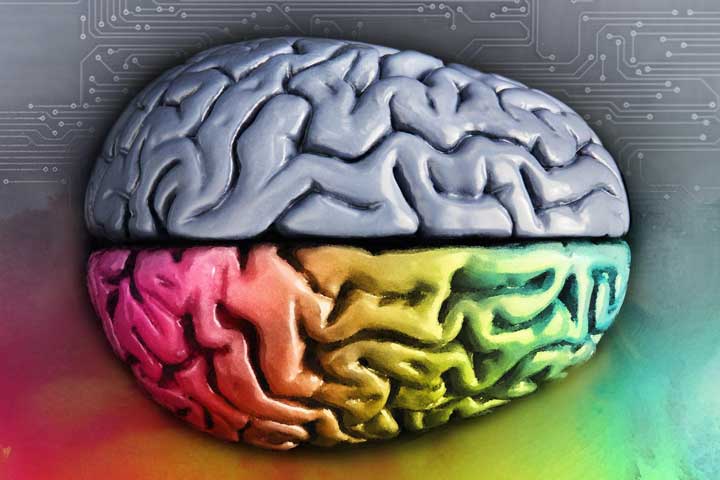 مغز انسان - نیمکره راست و چپ