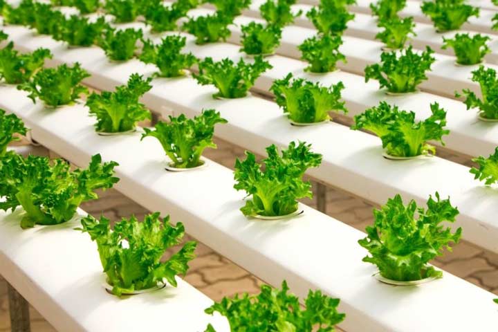 انتخاب گلخانه برای ساخت گلخانه تجاری