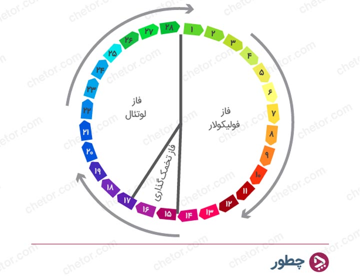 چرخه قاعدگی - بهره وری