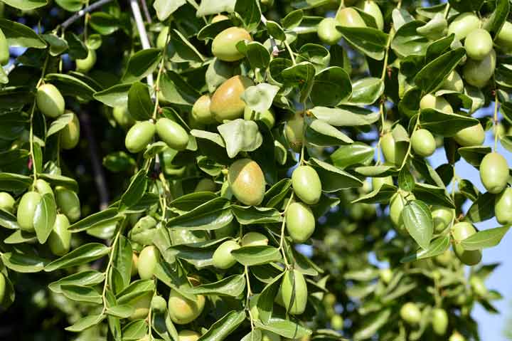 روغن جوجوبا+ گیاه سیموندزیا کینانسیس 