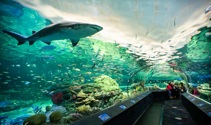 جاهای دیدنی تورنتو - آکواریوم ریپلی کانادا (Ripley's Aquarium of Canada)