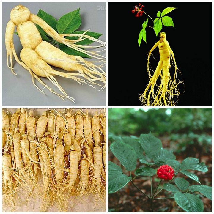 جنسینگ آسیایی Panax ginseng