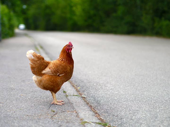 رد شدن مرغ‌ها از خیابان در گرجستان