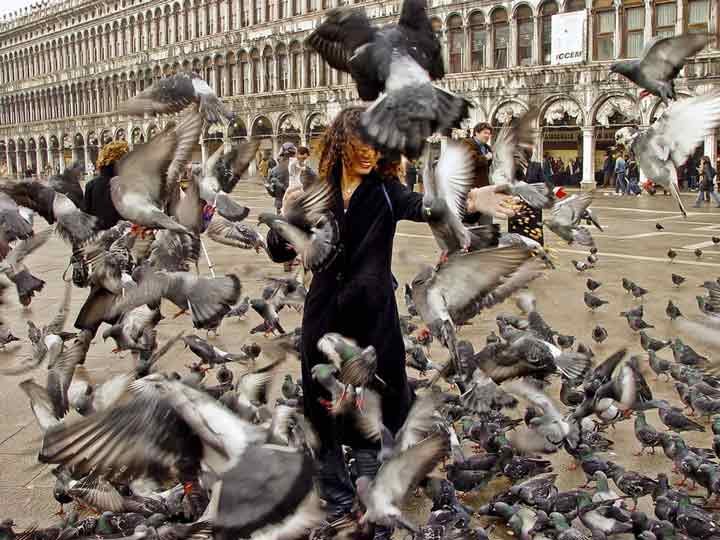 غذا دادن به پرنده‌ها در ونیز