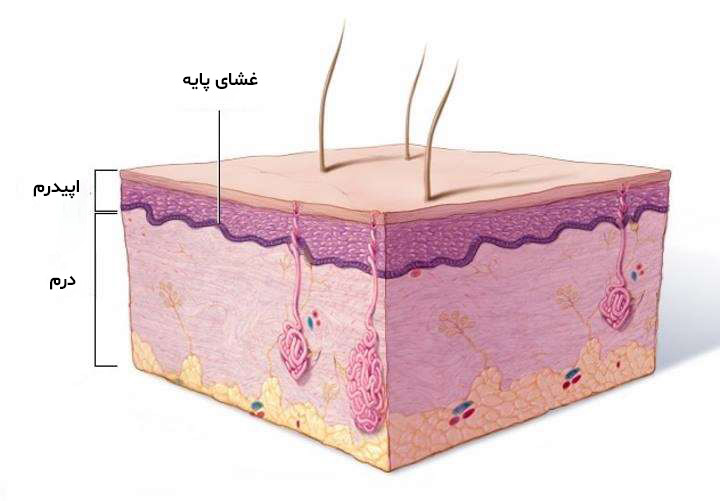 بیماری ای بی - قسمت های مختلف پوست