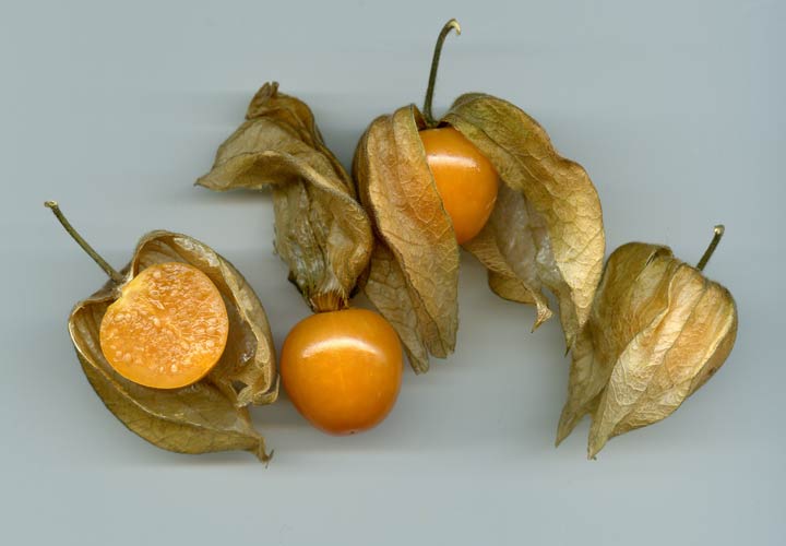 یکی از عجیب ترین میوه ها کاکنج یا فیسالیس نام دارد.