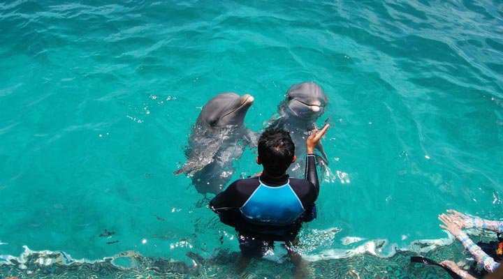 جاهای دیدنی کیش - پارک دلفین