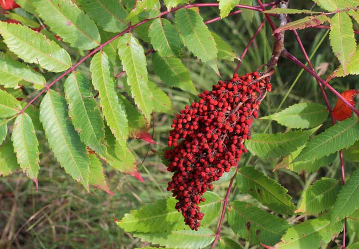 خواص سماق - سماق گیاهی از خانواده ی بری های قرمز است.