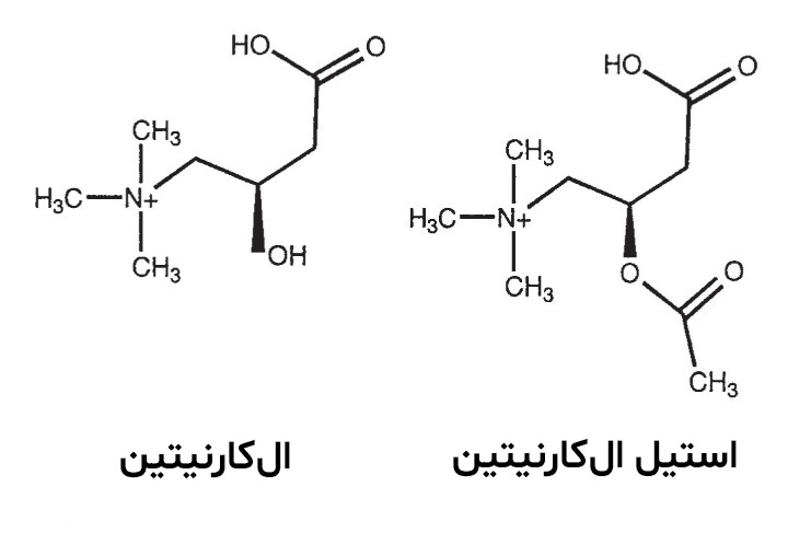 ال کارنیتین - انواع مختلف کارنیتین