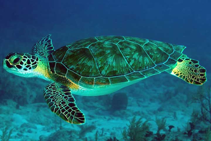 لاک‌پشت دریایی درخشان، یکی از عجیب ترین حیوانات