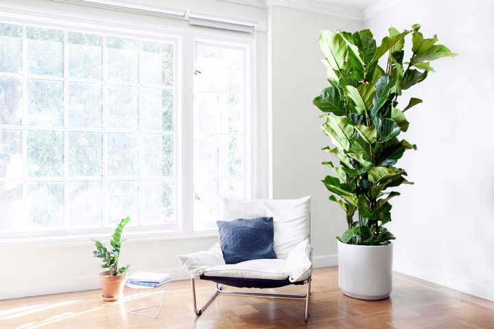 گیاهان آپارتمانی - برگ انجیری
