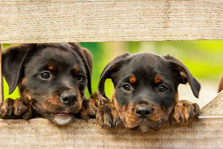 بیماری های سگ و نشانههای آن