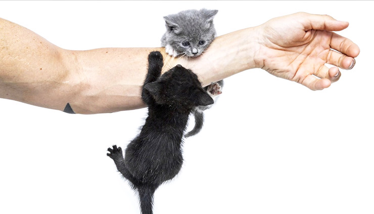 ۶ بیماری عفونی مشترک که از گربه‌ها به انسان منتقل می‌شوند