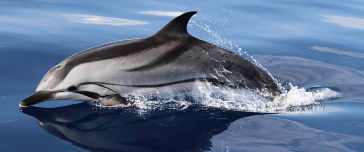 دلفین-زیباترین حیوانات