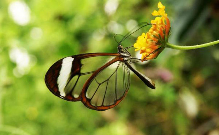 پروانه شیشه ای-زیباترین حیوانات