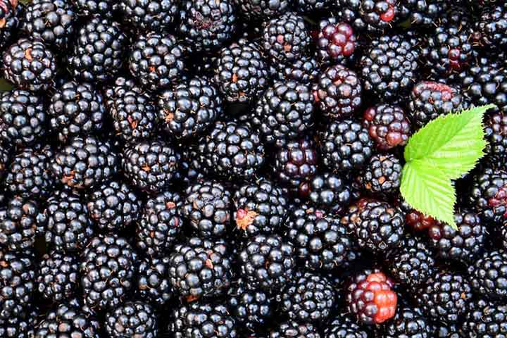 بلکبری، سرشار از فیبر - سالم ترین میوه های جهان