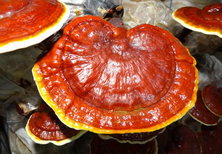 قارچ گانودرما در مناطق گرم و مرطوب می روید و در طب سنتی شرقی جایگاه ویژه ای دارد.
