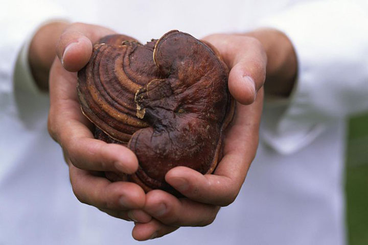 قهوه گاندورما - عوارض جانبی