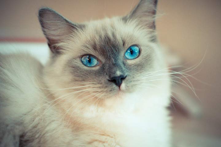 رنژاد گربه، رگدال - محبوب‌ ترین نژاد گربه