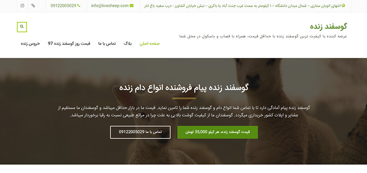 گوسفند زنده