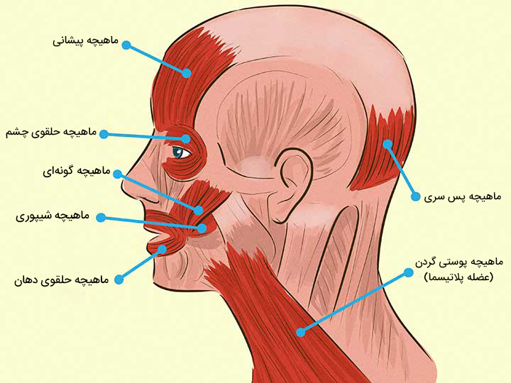 درمان سردرد با ماساژ - عضلات صورت