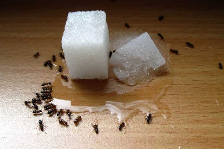از بین بردن مورچه با طعمهگذاری