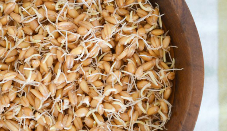 طرز تهیه جوانه گندم در خانه؛ آموزش مرحله به مرحله - چطور