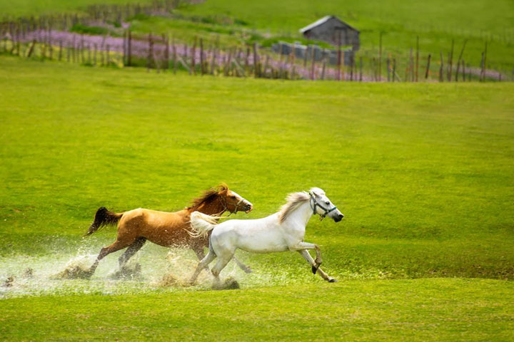 Attractions of Talesh