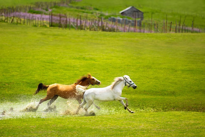 جاهای دیدنی تالش