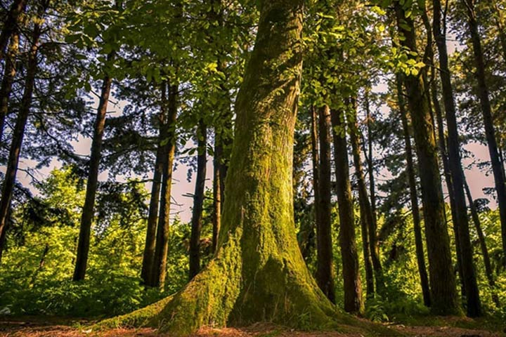 Tall trees in the forest along Gisom beach - Photo by Reza Arabi