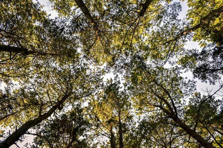 Gisom beach trees - Photo by Reza Arabi